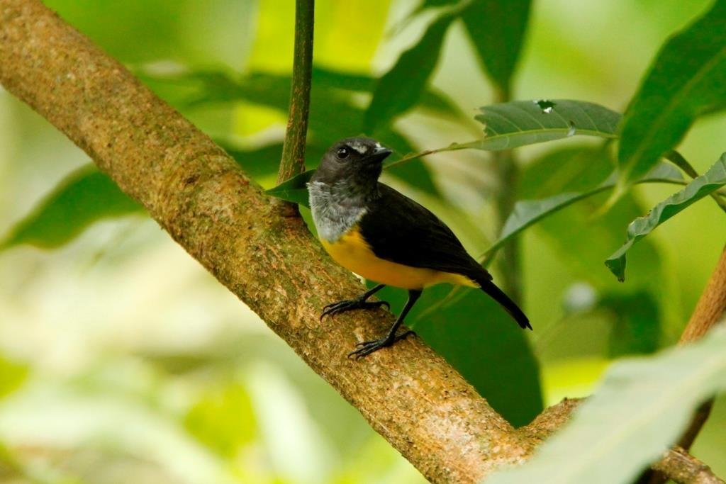 Samoa | BIRDS in BACKYARDS