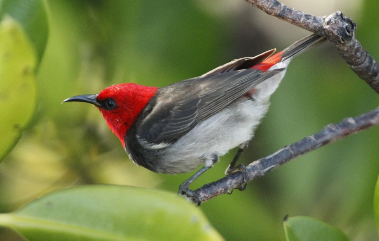 Another Red Head BIRDS In BACKYARDS   1 E3K5110a 