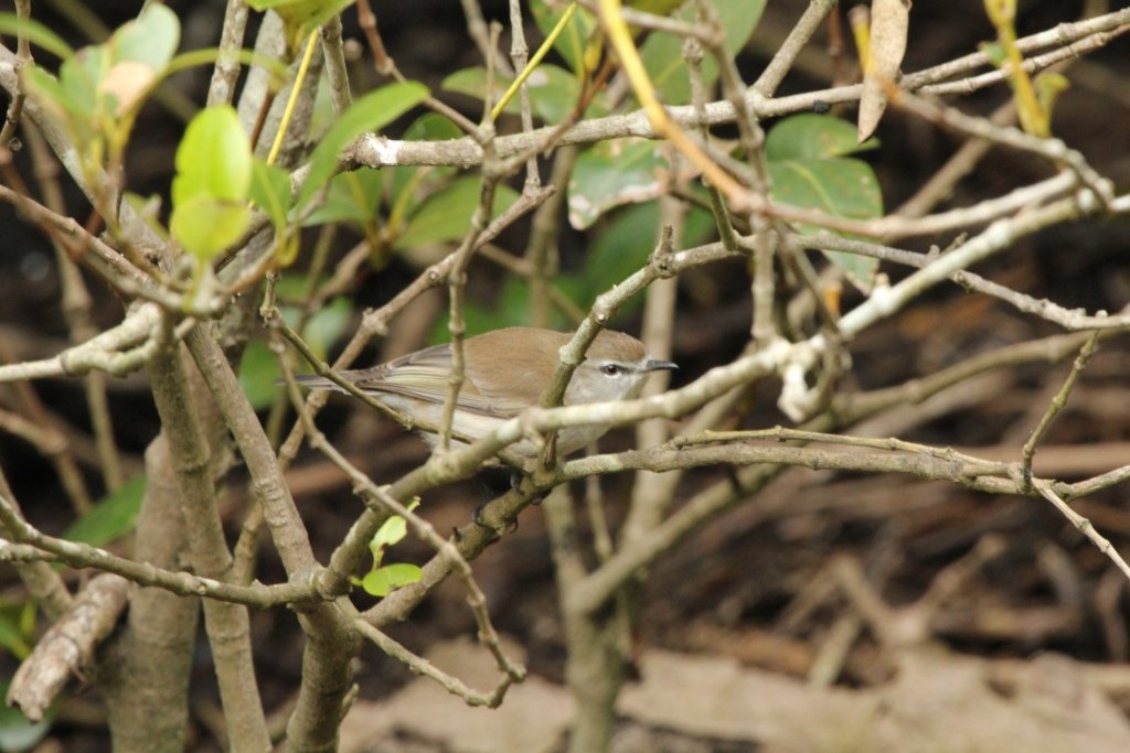 Nest building | BIRDS in BACKYARDS