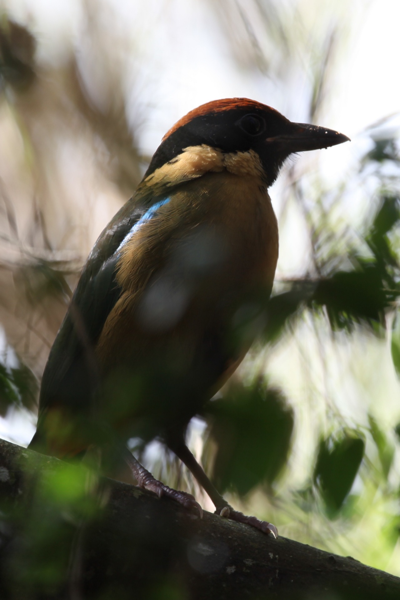 Kattang Nature Reserve, south of Port Macquarie, NSW | BIRDS in BACKYARDS