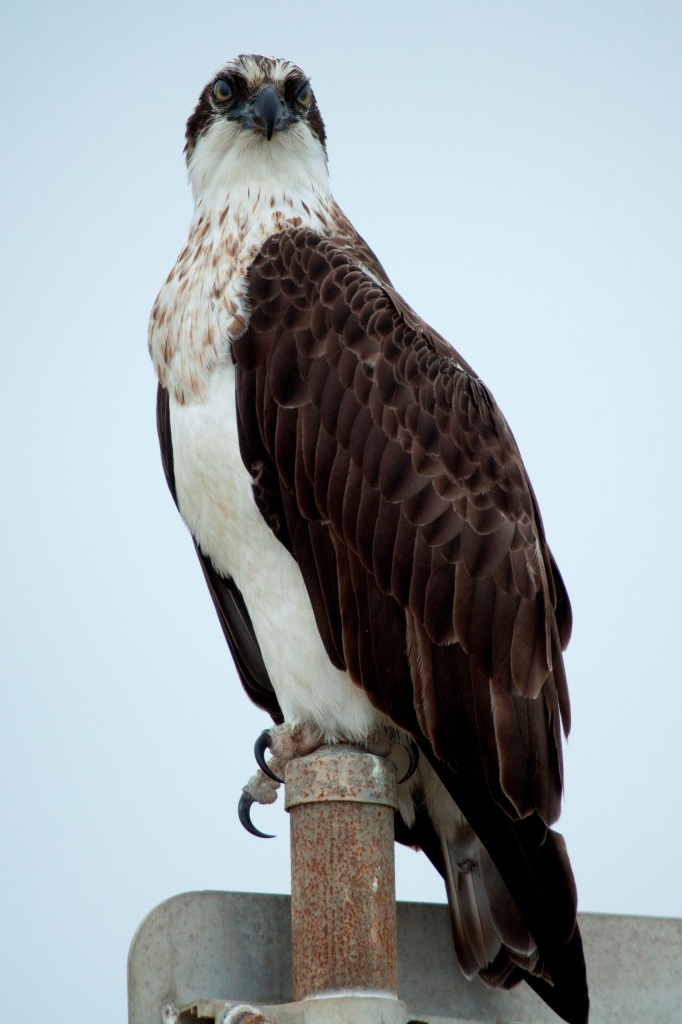 osprey bird range