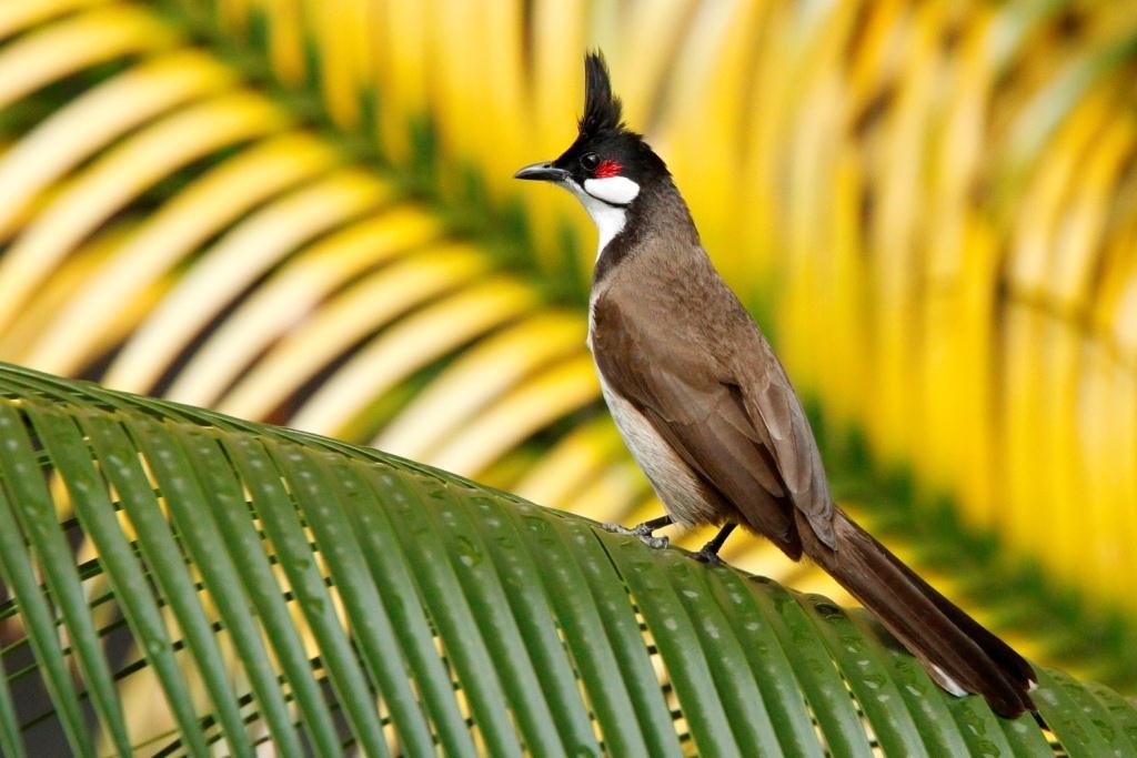 Red vented bulbul Free Stock Photos, Images, and Pictures of Red vented  bulbul