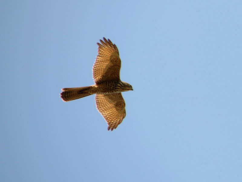 Goshawk Sparrowhawk 