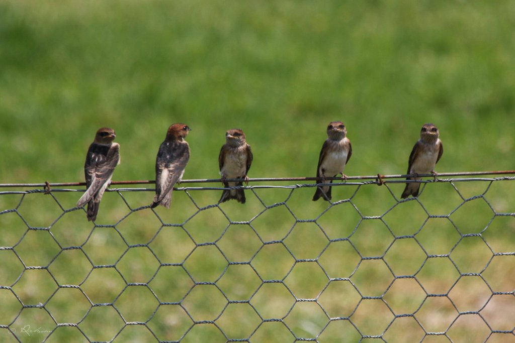 Bird Of The Week: 4th November - The Letter 'B' | BIRDS In BACKYARDS