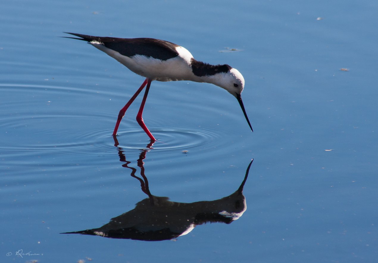 Stilts on the water | BIRDS in BACKYARDS