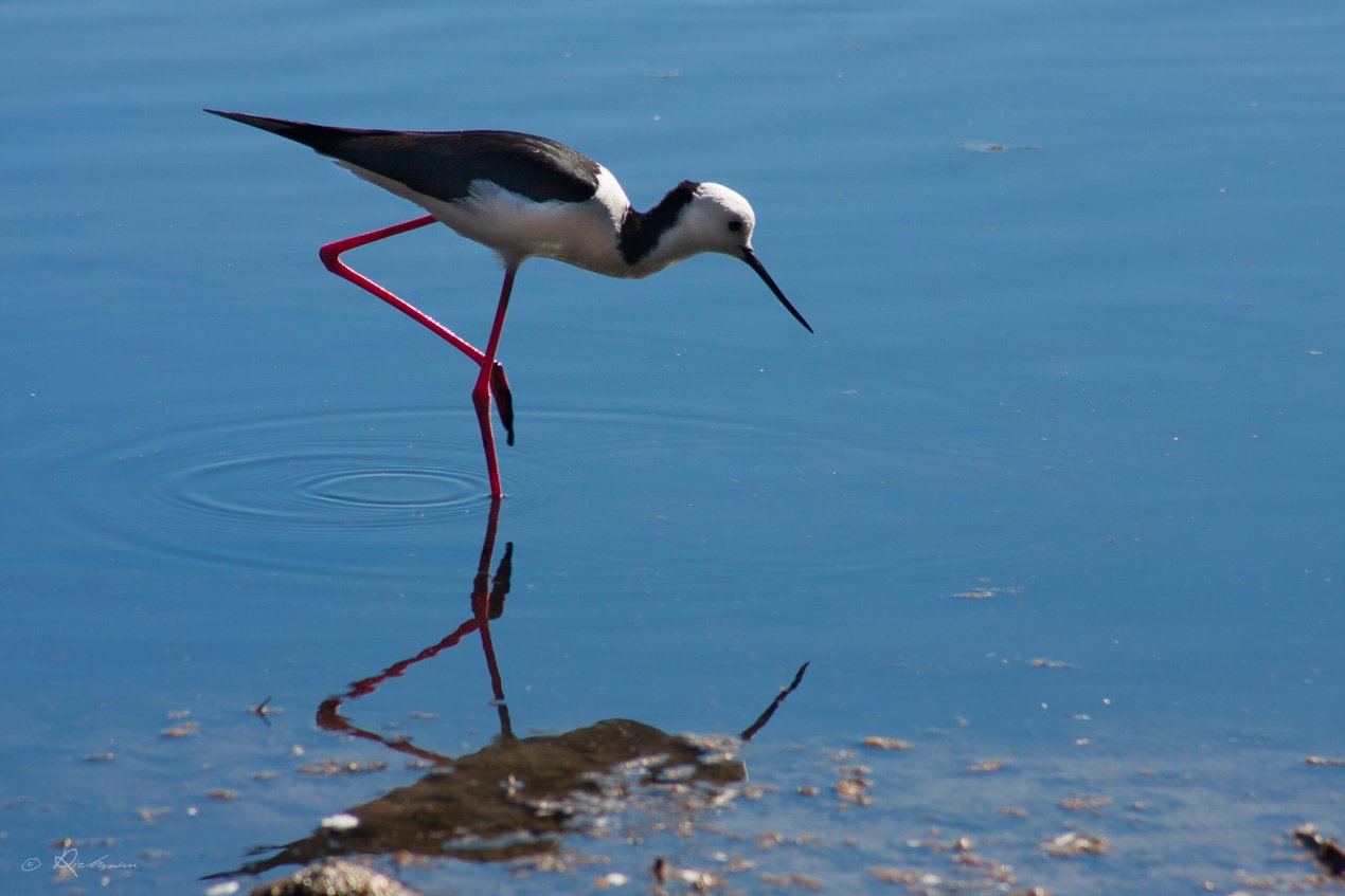 Stilts On The Water 