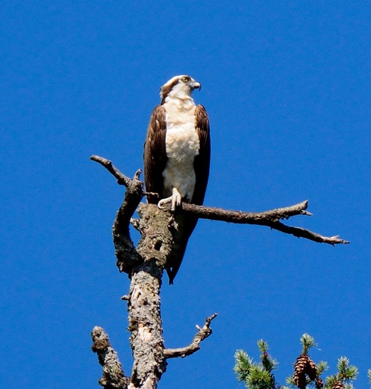 Osprey take off sequence | BIRDS in BACKYARDS