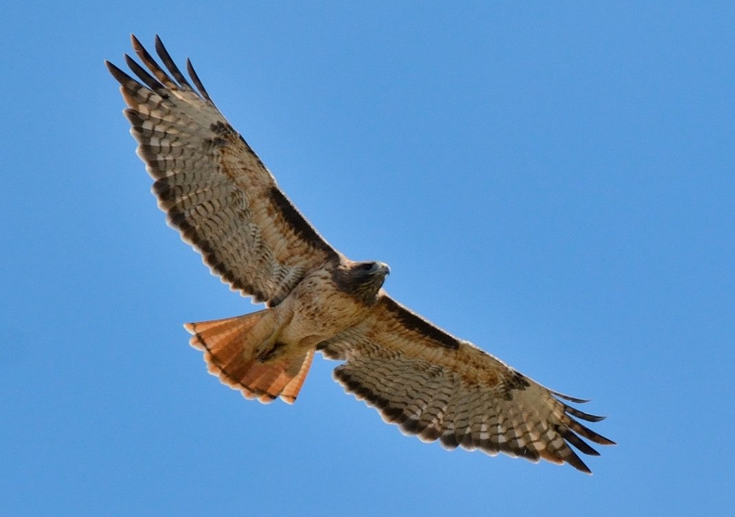 Red tailed Hawk | BIRDS in BACKYARDS