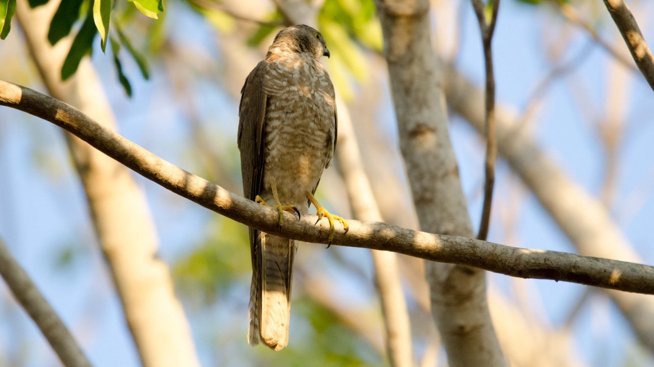 Brown Goshawk x 3 or 2 BG & 1 Collared Sparrowhawk | BIRDS in BACKYARDS