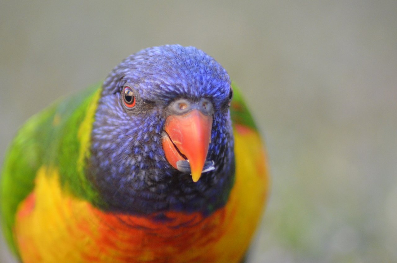 Rainbow Lorikeets | BIRDS in BACKYARDS