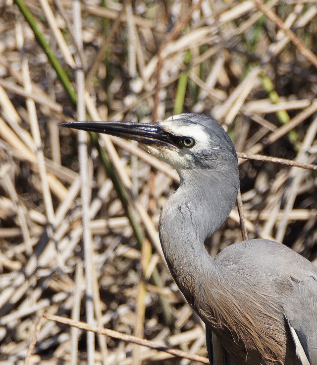 Great Egret and White-faced Heron | BIRDS in BACKYARDS