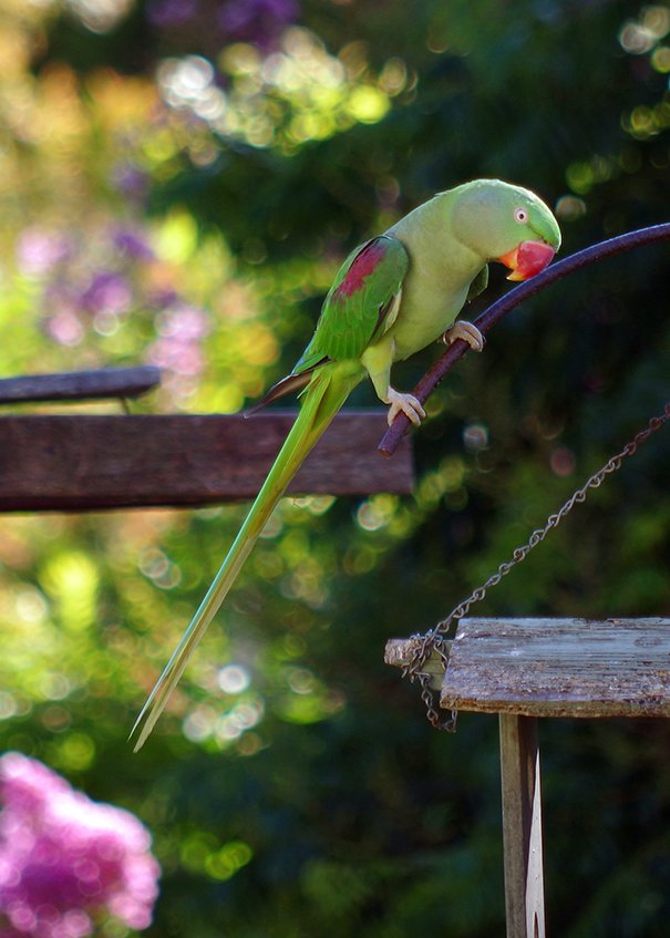 green parrot with long tail