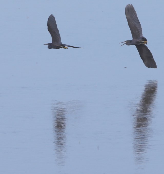 Killer Heron | BIRDS in BACKYARDS