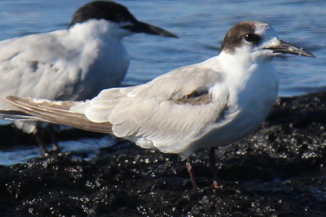 Terns North Coast Nsw Birds In Backyards 5880