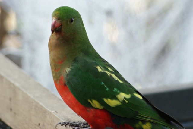 King Parrot markings | BIRDS in BACKYARDS