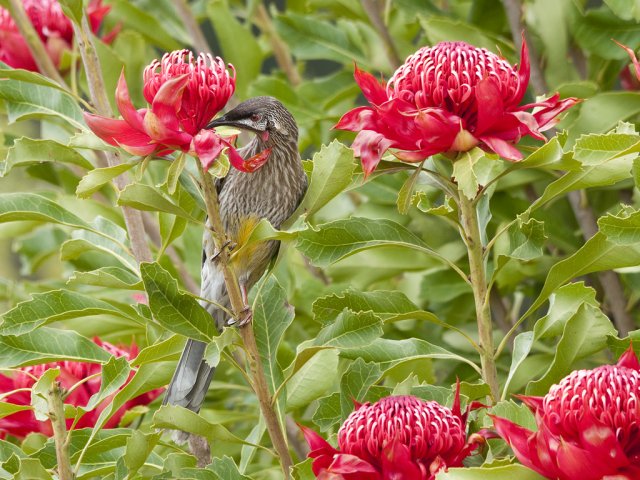 Red Wattle Bird on my Waratah | BIRDS in BACKYARDS