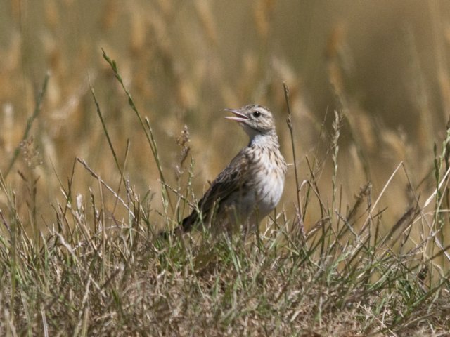 Little Grassbird? Bassian Thrush? | BIRDS in BACKYARDS