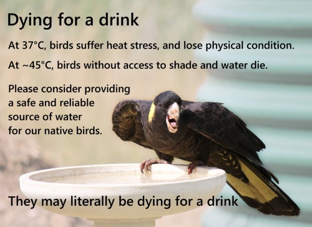 heat-stressed-birds-public-education-image-feedback-please-birds