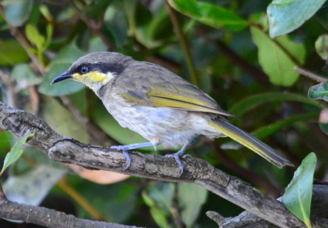 Mangrove Honeyeater | BIRDS in BACKYARDS