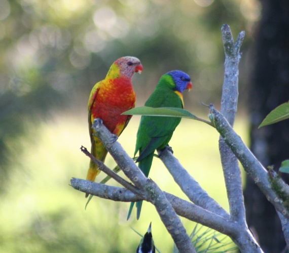 Wildbird rainbow sale lorikeet