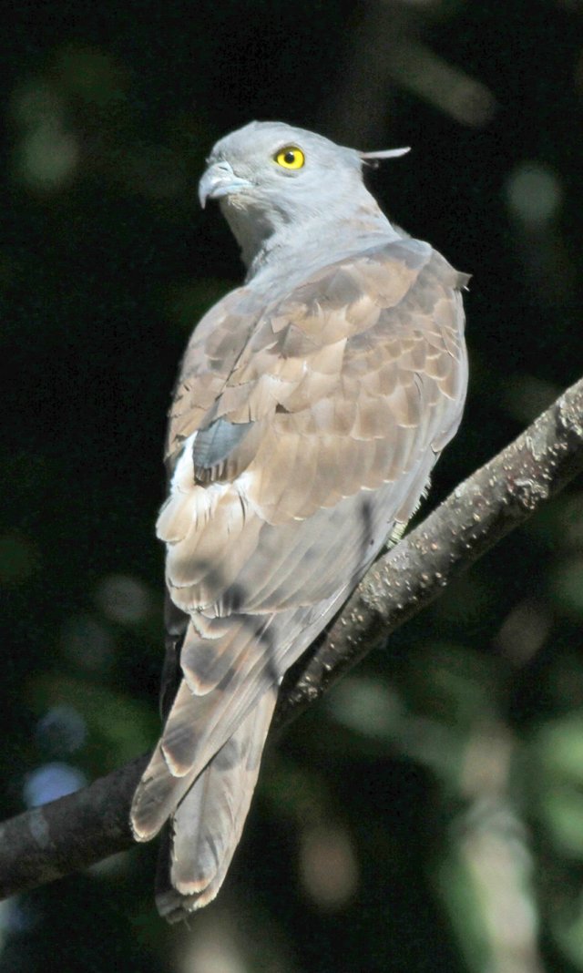 holiday photos pacific bazza and welcome swallows | BIRDS in BACKYARDS