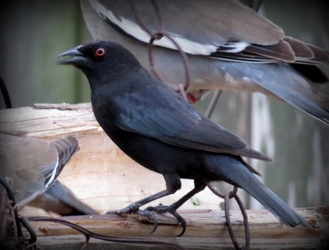 What kind of long-tailed white, blue and black bird is this? - Quora