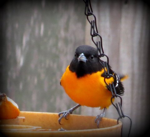 Baltimore Oriole  National Geographic