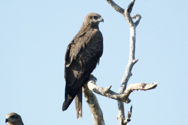 Black Kite 