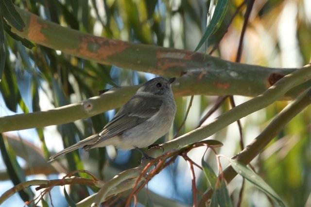 Weebill, Whistler + Spotted Pardalote | BIRDS in BACKYARDS