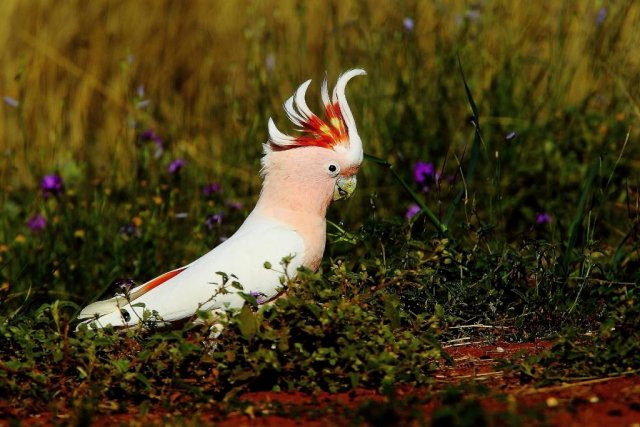 Major Mitchell's Cockatoo now AWC Bowra, Cunnamulla visit | BIRDS in ...