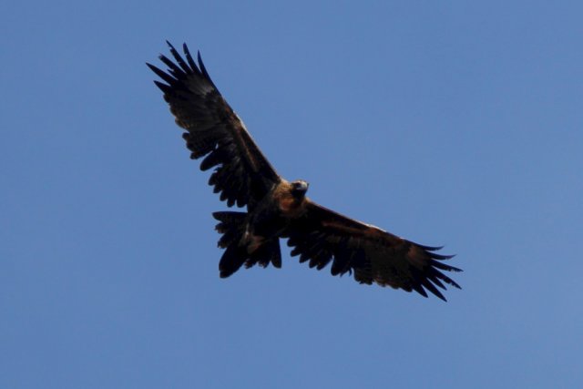 Griffith, NSW | BIRDS in BACKYARDS