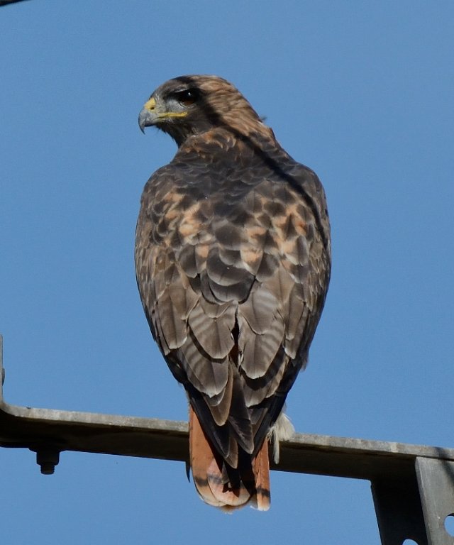 Red tailed Hawk | BIRDS in BACKYARDS