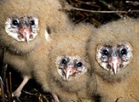 philippine grass owl food