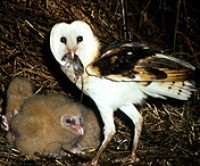 small white with brown speckled eggs