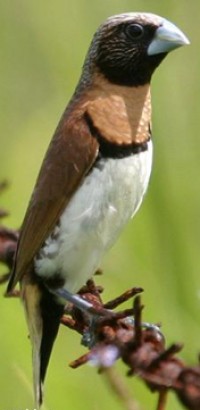 Chestnut-breasted Mannikin | BIRDS in BACKYARDS