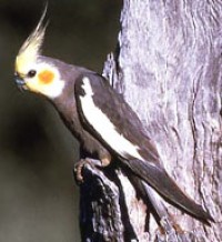 Australian store cockatiel parrot