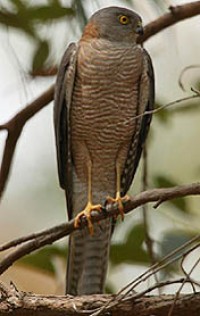 chicken hawk australia