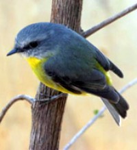 eastern yellow robin diet