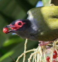 fig birds