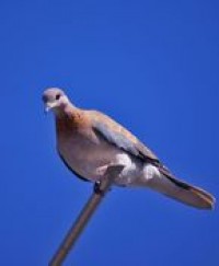 Laughing Dove Birds In Backyards